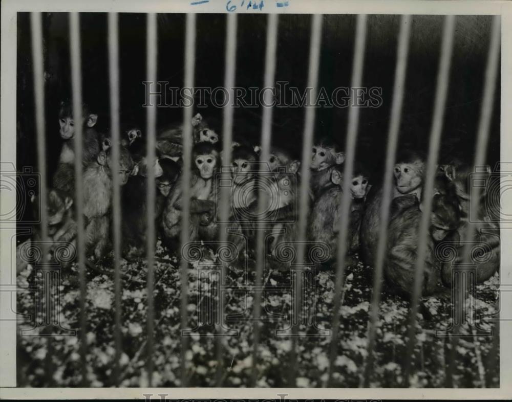 1936 Press Photo The few of the hundreds Rhesus monkeys - Historic Images