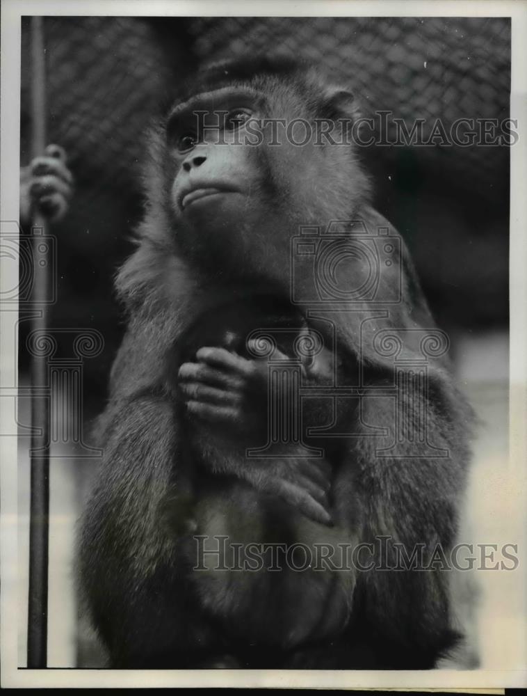 1962 Press Photo Baby Barbaby Ape Clings to Mother in London Zoo - Historic Images