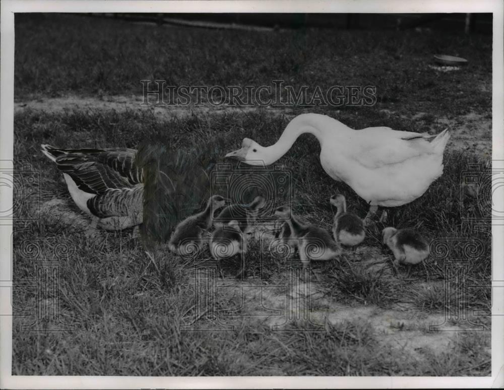 1960 Press Photo Chinese goose raised 7 goslings he had never seen before - Historic Images