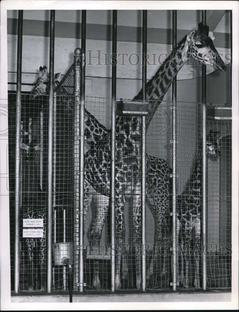 1963 Press Photo Giraffes at Cleveland Zoo - Historic Images