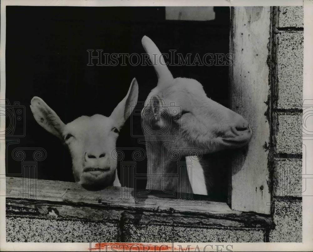 1954 Press Photo Snooping goats in Michigan - Historic Images