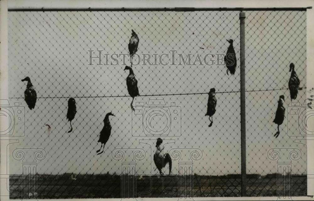 1937 Press Photo The flock of wild ducks at the water covered football field - Historic Images