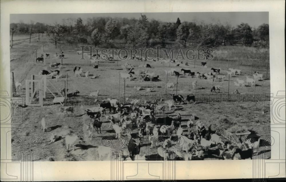 1940 Press Photo 84 gpats used in test of Glmite in Aberdeen Missouri - Historic Images