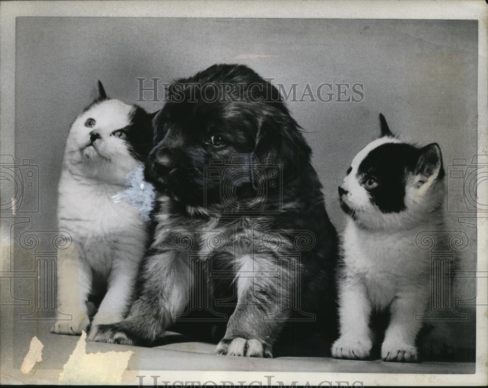 1952 Press Photo Puppy and Two Kittens in Schenectady NY - Historic Images