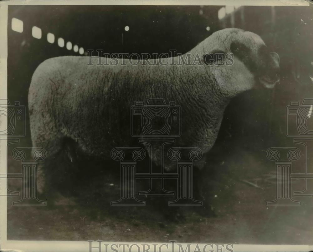 1928 Press Photo Grand Champion Hampshire Ram, M. Moncreiffe, of Big Horn WY - Historic Images