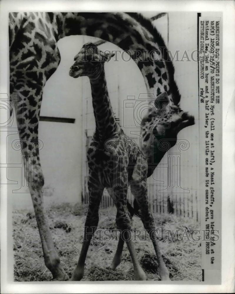 1970 Press Photo Masai Giraffe Myrt at National Zoo Washington - Historic Images