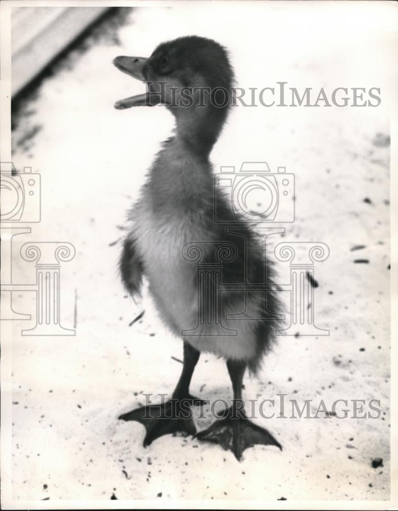 1960 Press Photo African Spur-winged Goose at Caribbean Gardens in Florida - Historic Images