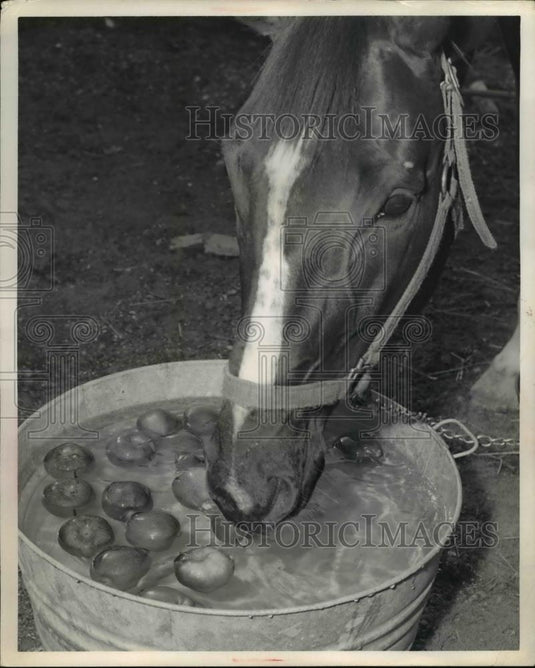 Press Photo 5 yr old horse Turn the Trick, trained by Danny Rizzo Panorama Farm - Historic Images