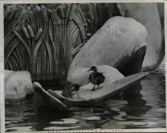 1951 Press Photo Mallard Duck and offpsring on Chicago's Buckingham Fountain - Historic Images