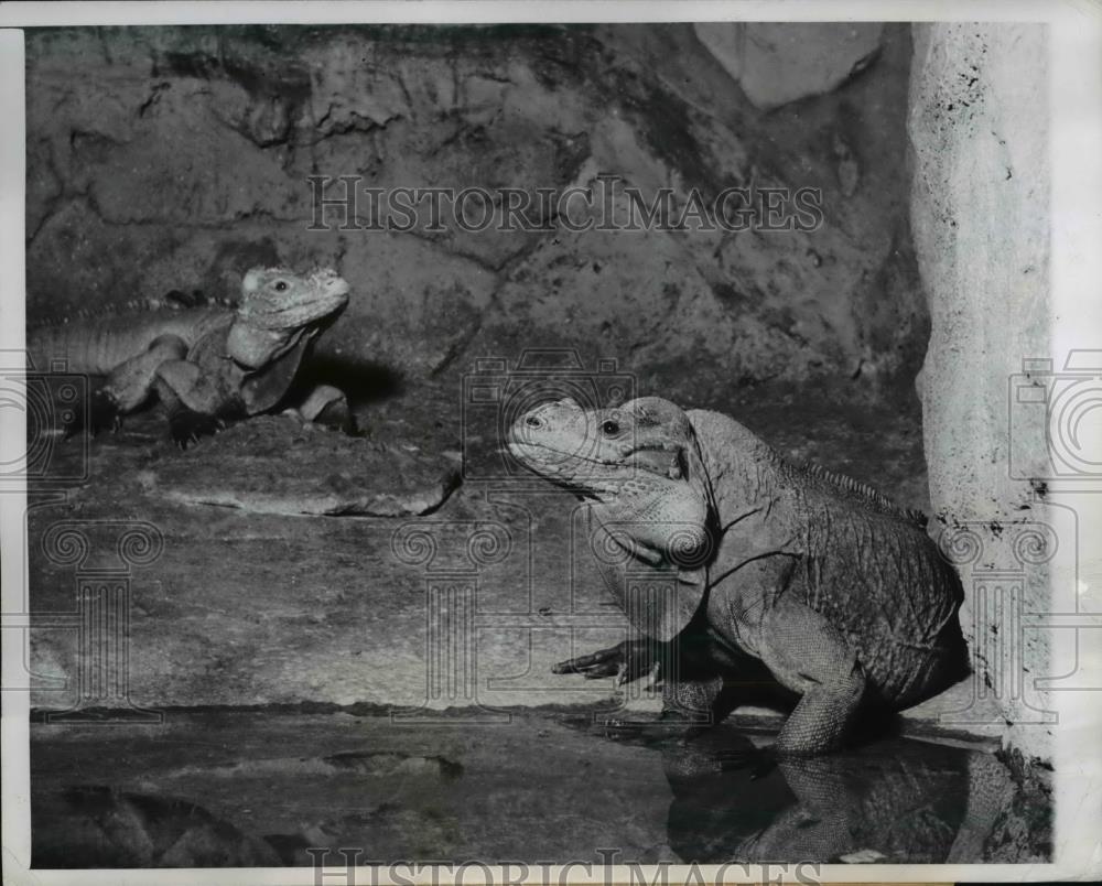 1949 Press Photo The animals of the month at Lincoln park zoo, the iguanas - Historic Images