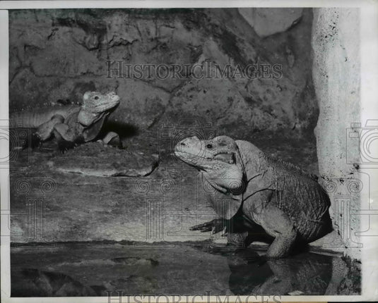 1949 Press Photo The animals of the month at Lincoln park zoo, the iguanas - Historic Images