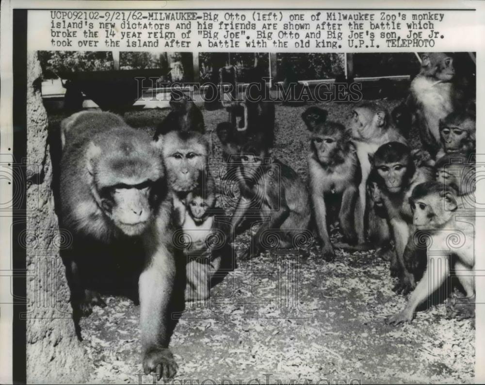 1962 Press Photo Big Otto of Milwaukee Zoo Fought Big Joe Otto Lost Reign 14 Yea - Historic Images