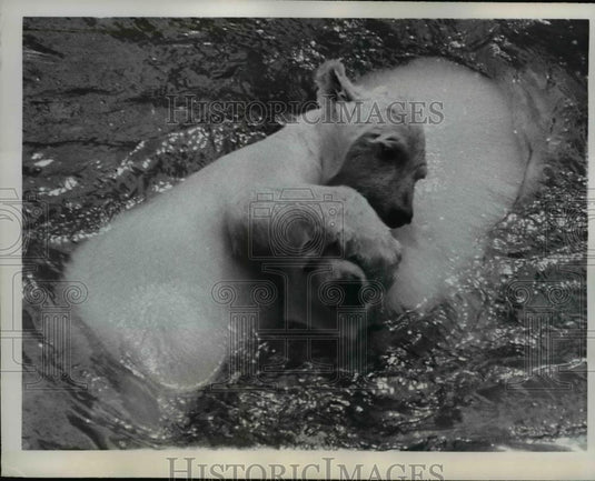 1960 Press Photo Russian Polar Bears Sally and Sam at London Zoo - Historic Images