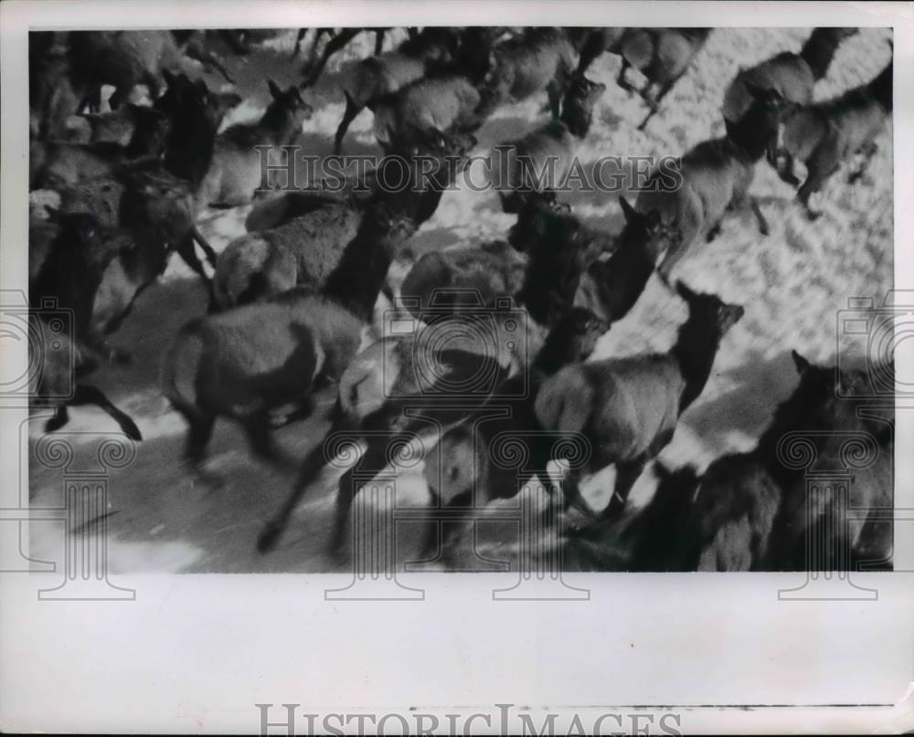 1951 Press Photo The elves run home from orchard in Yakima Valley in Washington - Historic Images