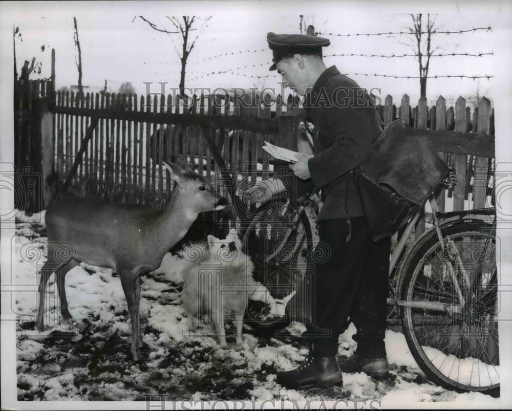 1955 Press Photo Postman Stefan Plabst has special delivery for deer and dog - Historic Images