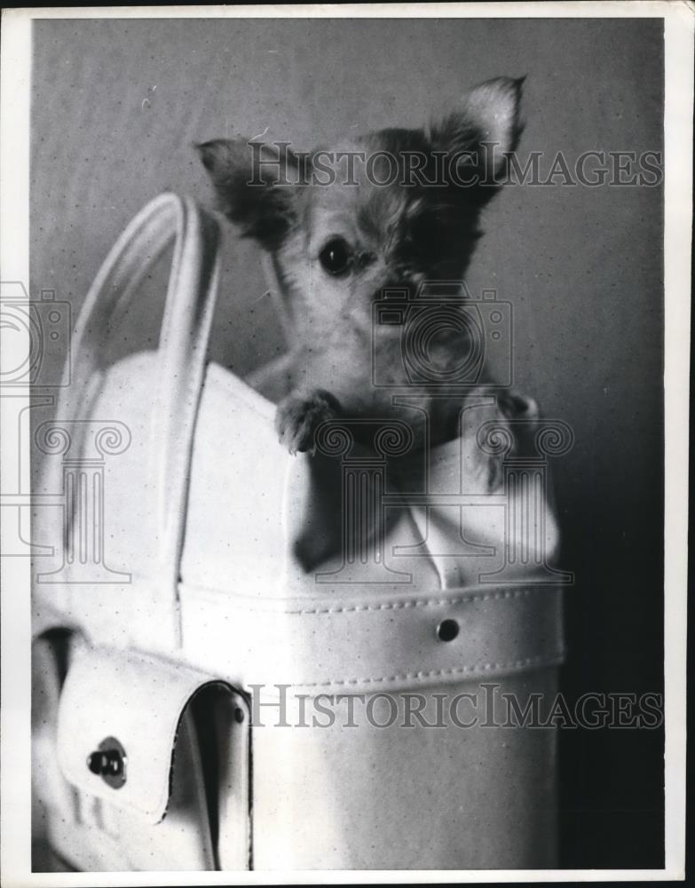 1968 Press Photo St Petersburg Fla Baby Doll long haired chihuahua in a handbag - Historic Images