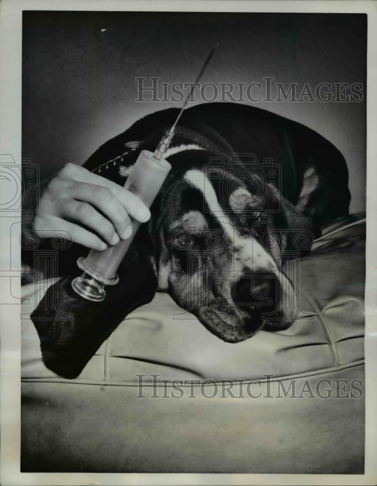 1962 Press Photo Needle from Veterinarian for Beagle&#39;s Rabies Vaccination - Historic Images