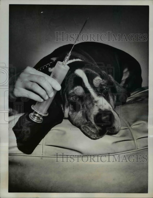 1962 Press Photo Needle from Veterinarian for Beagle's Rabies Vaccination - Historic Images