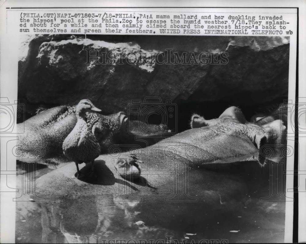 1961 Press Photo Mama Mallard and duckling invade Hippo Pool at Philadelphia Zoo - Historic Images