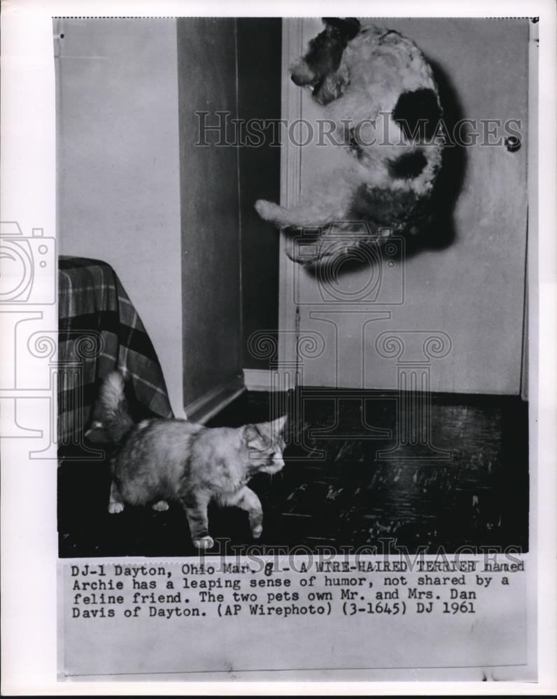 1961 Press Photo Dayton Ohio wire haired terrier &amp; a cat owned by Mr &amp; Mrs Davis - Historic Images