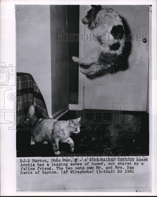 1961 Press Photo Dayton Ohio wire haired terrier & a cat owned by Mr & Mrs Davis - Historic Images
