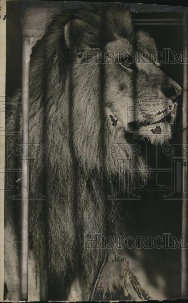 1925 Press Photo A lion in Cinncinati zoo shipped to Cleveland - Historic Images