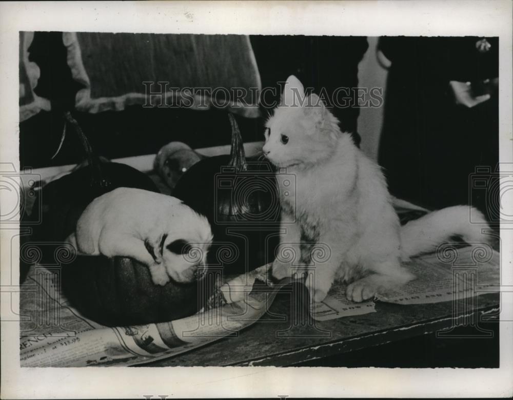 1935 Press Photo A cat and a English setter at a home - Historic Images