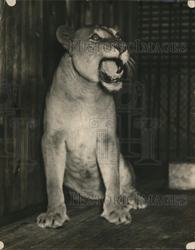 1923 Press Photo Bridget the lioness in her enclosure - Historic Images