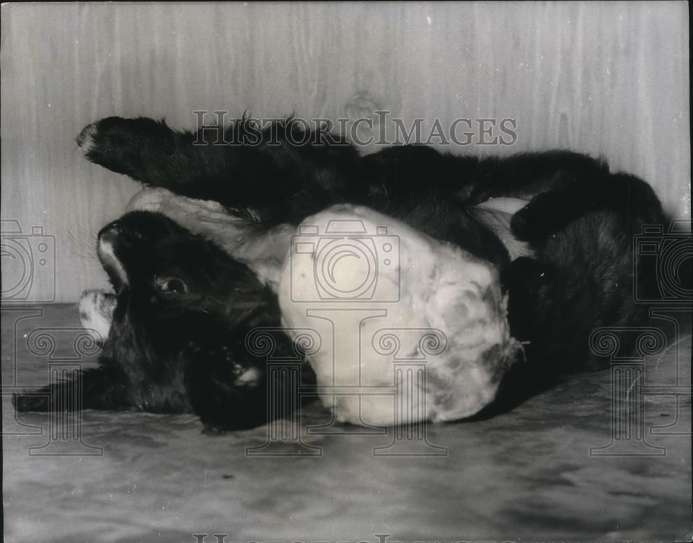 1966 Press Photo NY a small dog and a huge bone - Historic Images