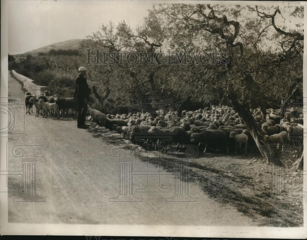 1932 Press Photo Aubagne France, sheep herder - Historic Images