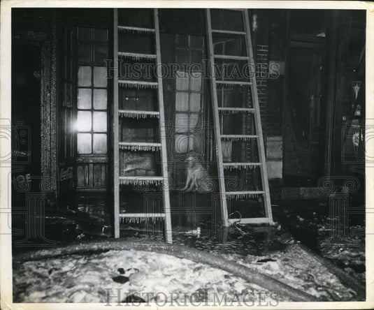 Press Photo A dog in doorway of a flooded building - Historic Images