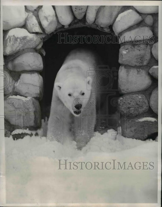 1950 Press Photo Polar Bear at Zoo in Warm of his Cave - nee38776 - Historic Images