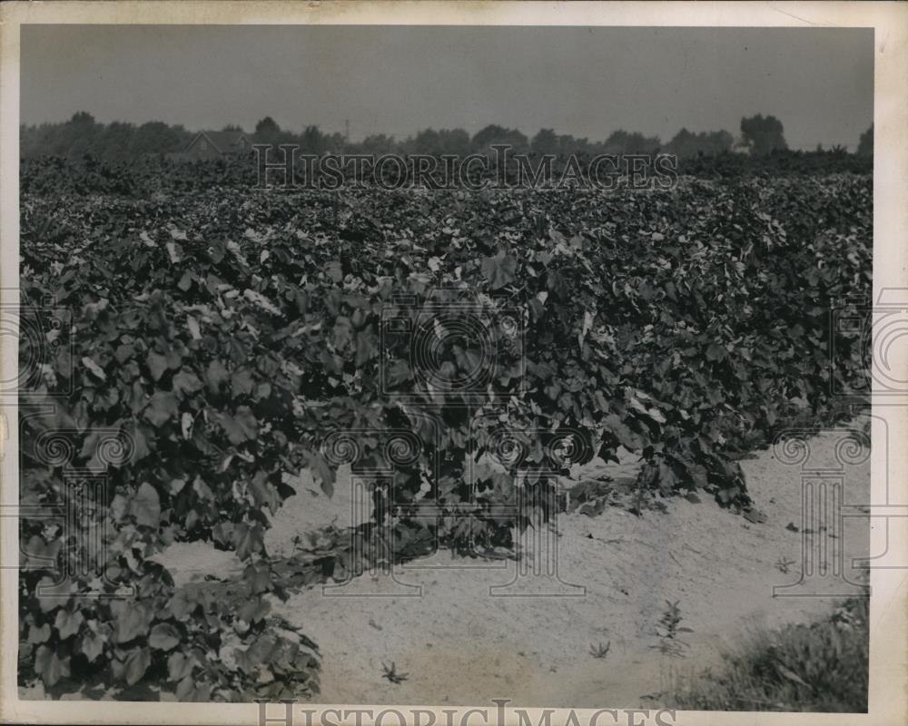 1950 Press Photo Vineyard of Curtis Vluff - nee30274 - Historic Images