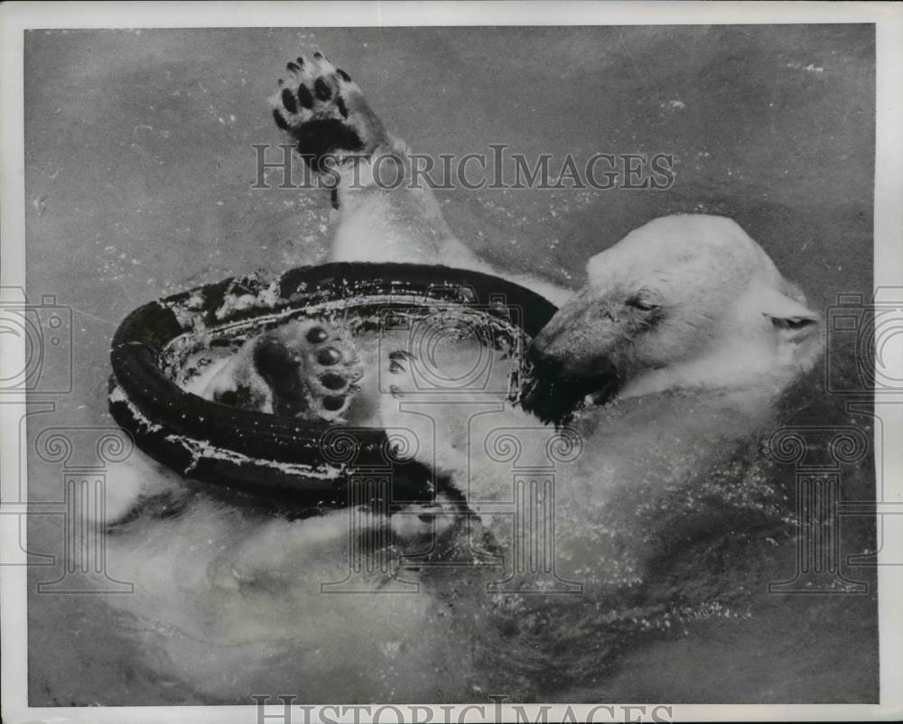 1953 Press Photo Brumas the Polar Bear plays with rubber tire, London Zoo - Historic Images