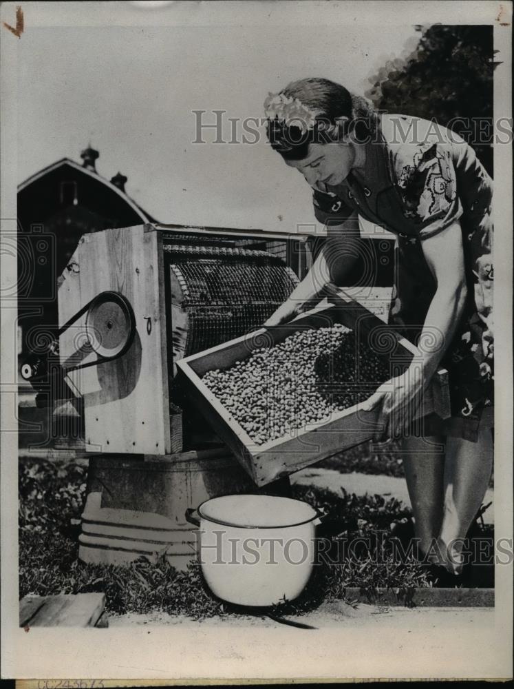 1945 Press Photo Farmer&#39;s Wife Using Pea Hulling Machine - nee35994 - Historic Images