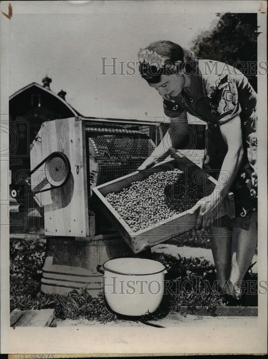 1945 Press Photo Farmer's Wife Using Pea Hulling Machine - nee35994 - Historic Images