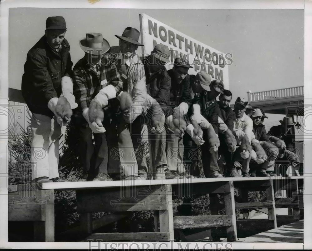 1954 Press Photo Twelve Live Mink Displayed on Ranch of Otto and Edna Grosse - Historic Images