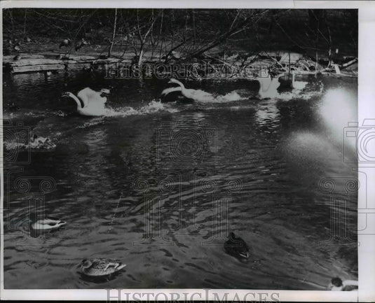 1955 Press Photo The Lincoln Park Zoo with the flotilla of swans - nee37593 - Historic Images