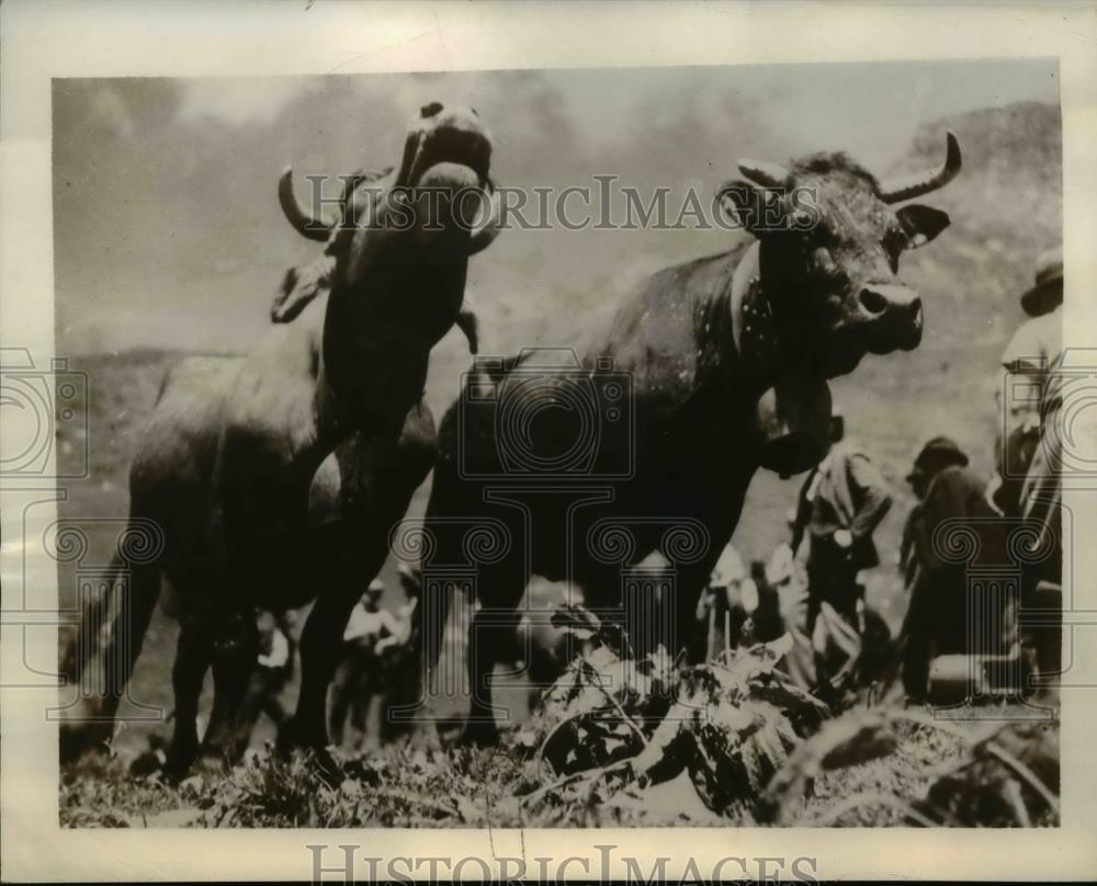 1939 Press Photo Special breed cows known as Herens - nee36681 - Historic Images