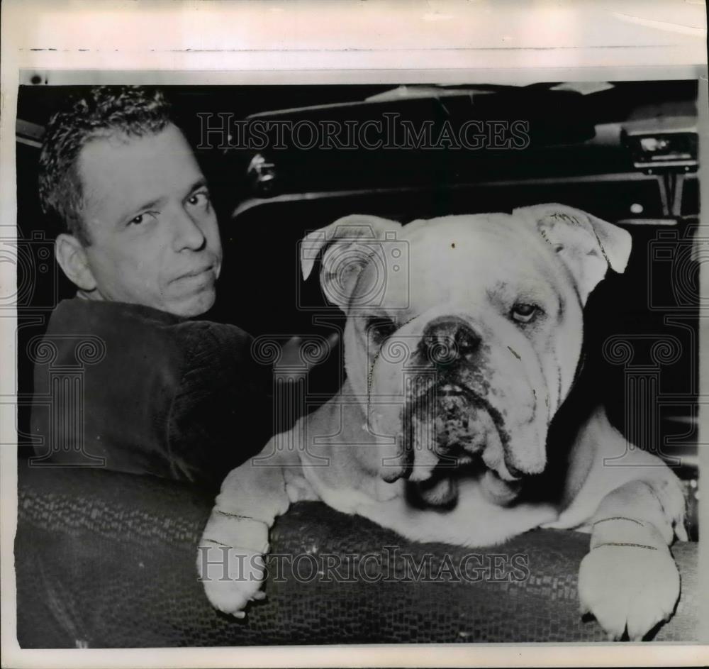 1960 Press Photo Cabbie Stanley Berman with His Bodyguard Sir Oliver in NY Taxi - Historic Images