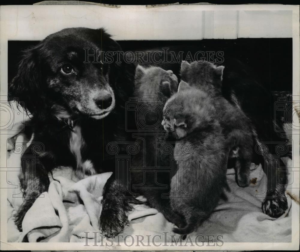 1947 Press Photo dog owned by Mr and Mrs Ralph Philumales, adopted kittens - Historic Images