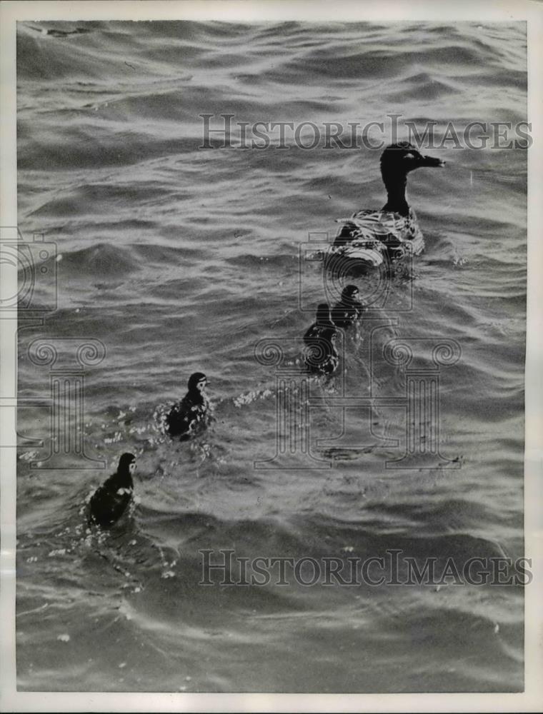 1955 Press Photo Grant Park Mallard Ducks with babies in Chicago, Illinois - Historic Images