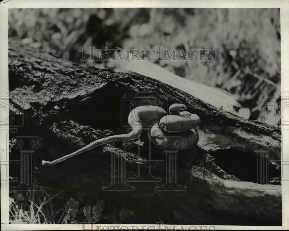 1932 Press Photo Snake in Sweet Potato Garden - Historic Images