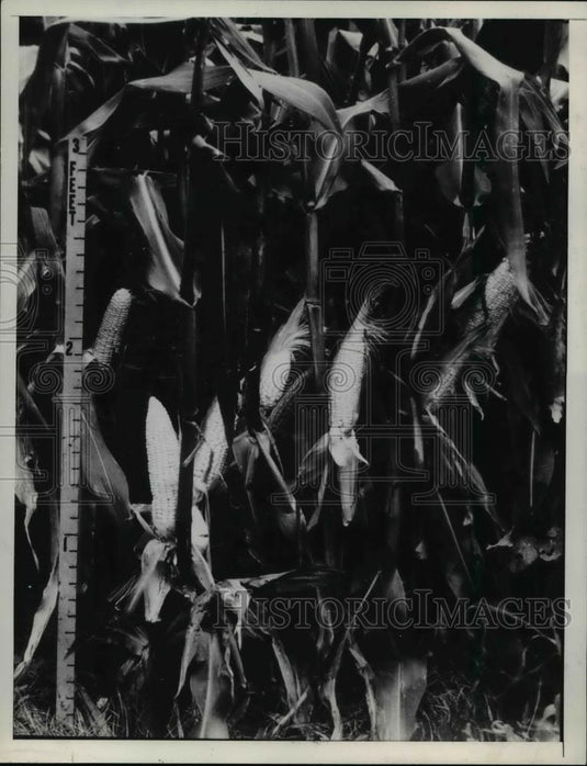 1936 Press Photo Dirtless Farming GerickeTank - Historic Images