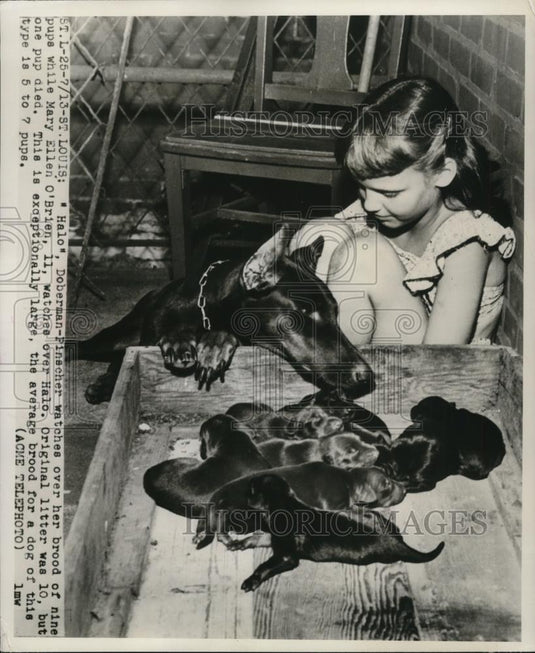 1949 Press Photo Mary Ellen O'Brien; her Doberman-Pinscher Halo and her puppies - Historic Images