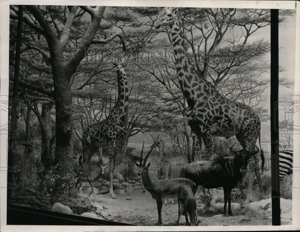 1936 Press Photo Simpson African Hall animal display in San Francisco - Historic Images