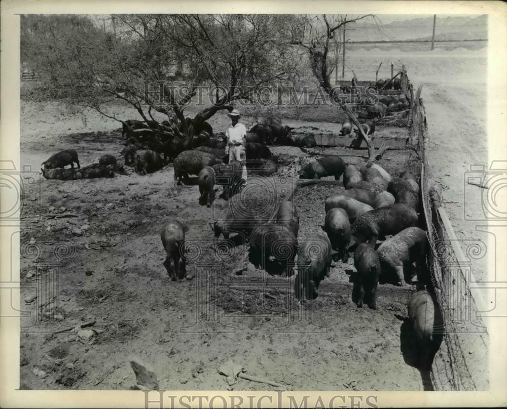 1943 Press Photo pig farm - Historic Images