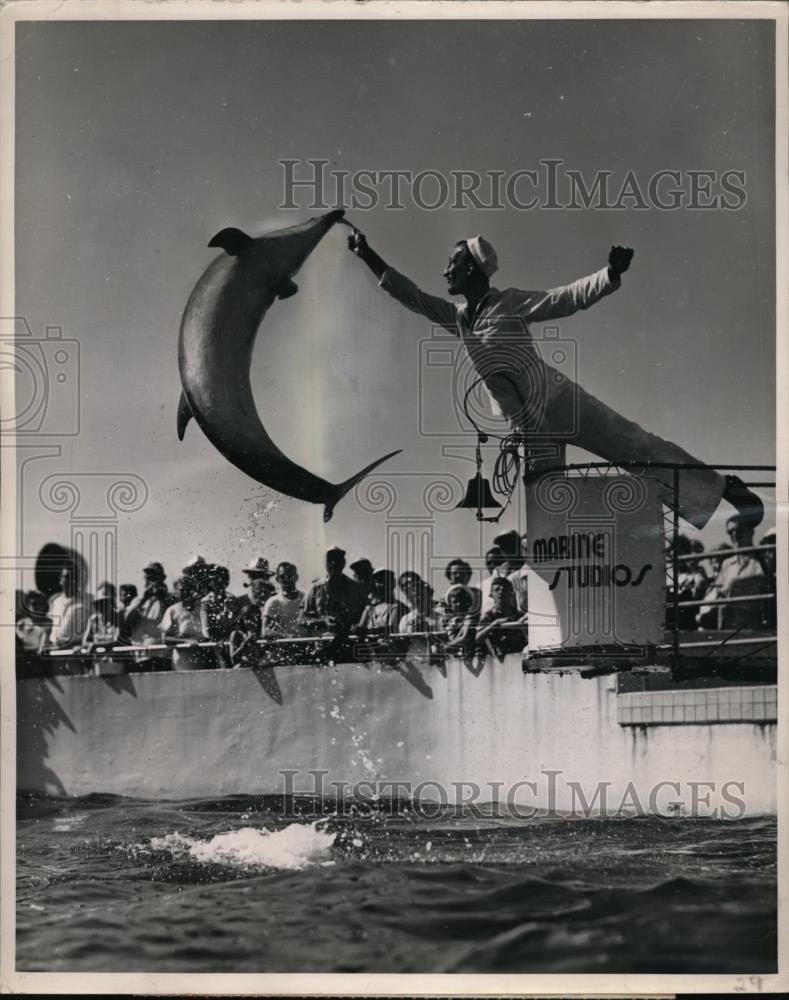 1952 Press Photo Marineland oceanarium in Fla porpoise performing - Historic Images