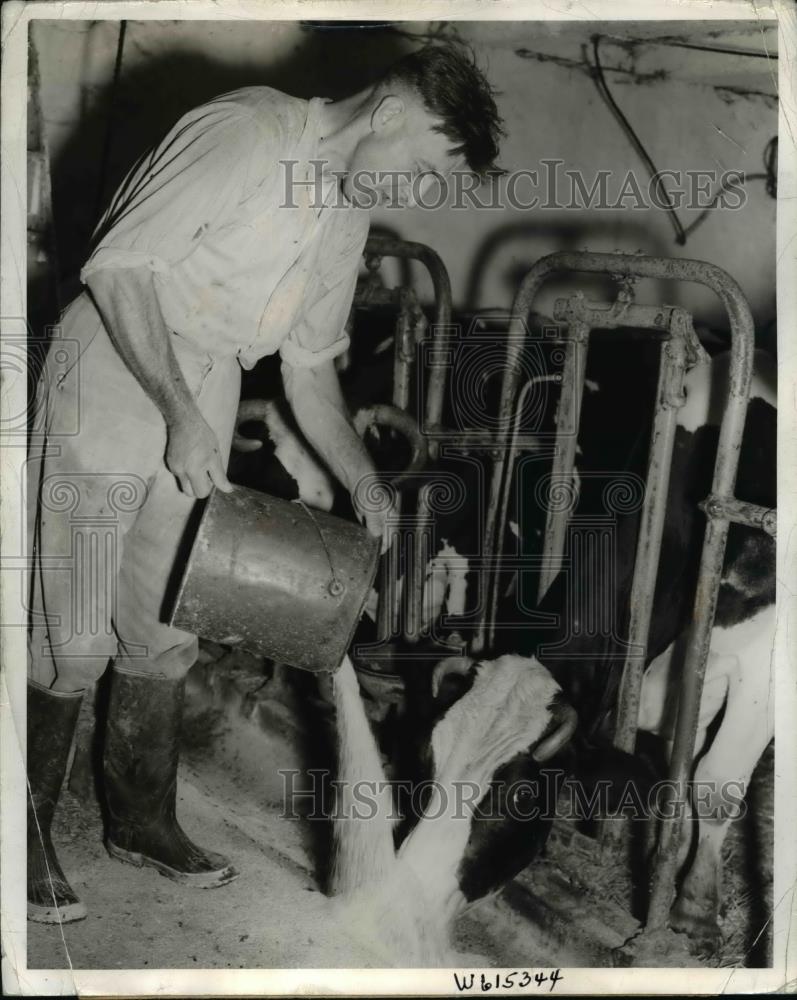1941 Press Photo Farmer Feeds Grain to Cows - Historic Images