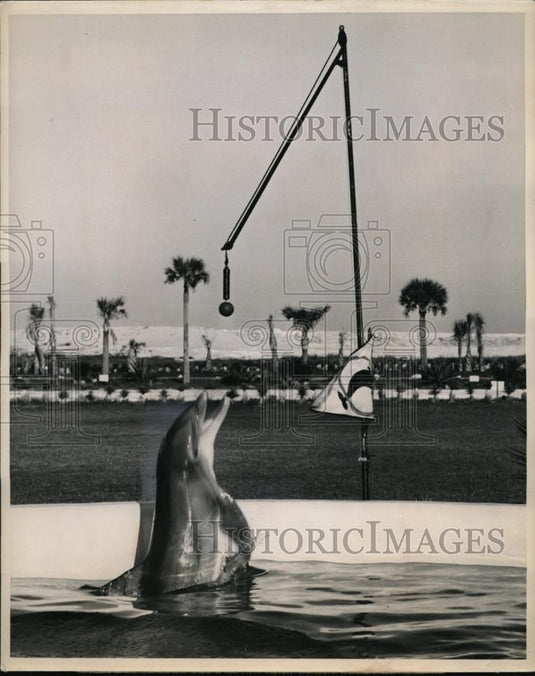 1952 Press Photo Prrpoise perform at Marineland Oceanarium in Florida - Historic Images
